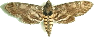 Carolina Sphinx Moth