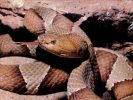 copperhead